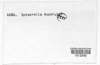Sphaerella asperulae image